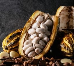 Cocoa Beans